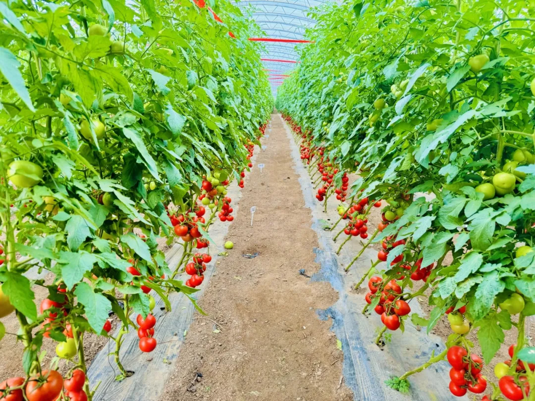 小身體迸發大能量！</br>一顆番茄的非凡旅程